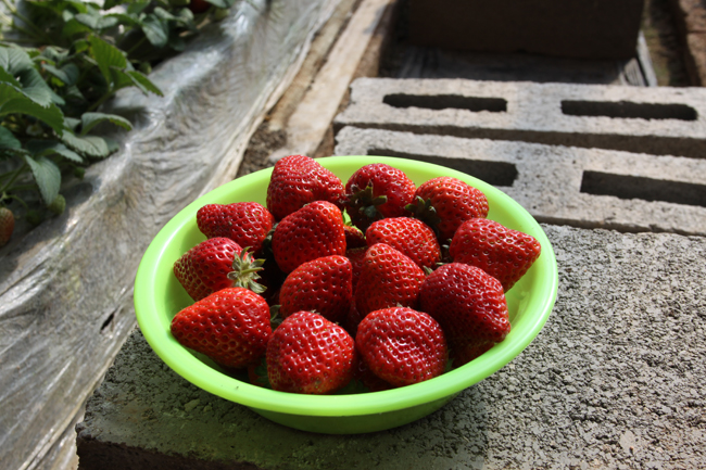 棚區展示